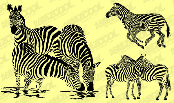 Zebra vektor bahan