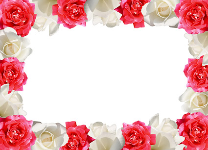 Red Rose, White Rose-Bildmaterial