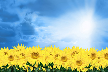 Materi gambar langit biru bunga matahari