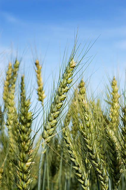 Пшеница материал