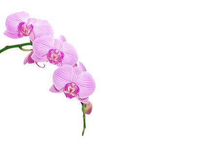 Orquídea branca imagem material-10.