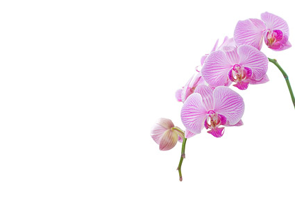 Orchidee wei Bild Material-6