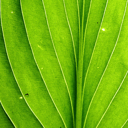 Daun hijau, close-up gambar latar belakang bahan