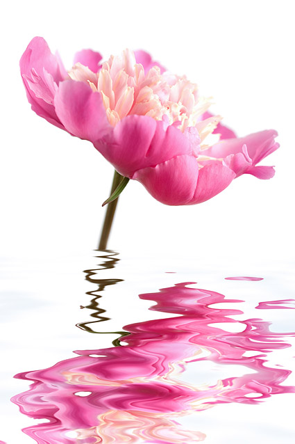 Fleurs roses dans le matériel photo d'eau