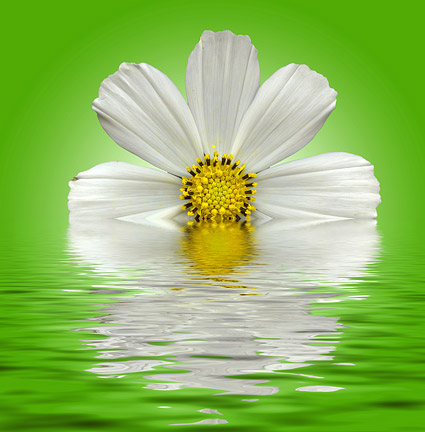 Air putih daisy gambar bahan