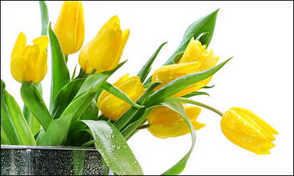 Matériel photo de tulipes jaunes