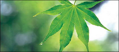 Green Leaf-Bildmaterial