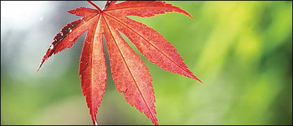 Material de imagem Red Maple Leaf