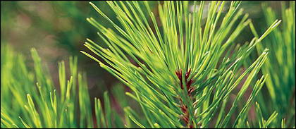 Pinus daun close-up gambar bahan