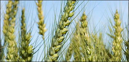 Material de imagem de trigo