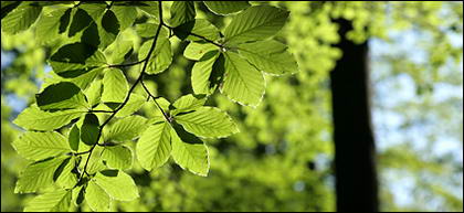 Vitalitas hijau daun bahan gambar