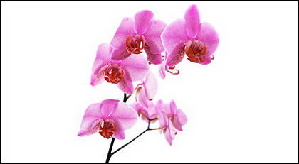 Tableau blanc orchidée matériel-8.