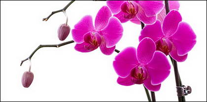 Orchidee wei Bild Material-9