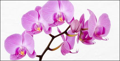 Image blanc orchidée matériel-3.