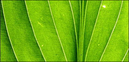 Daun hijau, close-up gambar latar belakang bahan