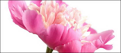 ดอกไม้สีชมพูในน้ำภาพวัสดุ