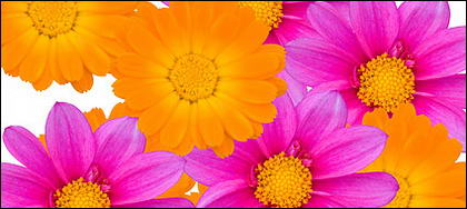 Warna daisy gambar bahan
