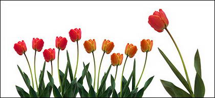 Material de imagen de tulipanes