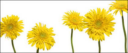 Material de imagen de daisy amarillo