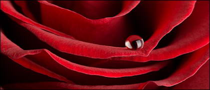 Close-up berblick ber rote Rosen Material-4