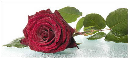 Материал изображения больших красных роз