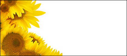 Sunflower gambar latar belakang bahan-2