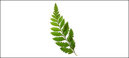 Material de imagen de hojas verdes