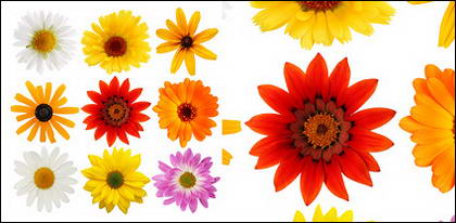 Materi gambar berwarna-warni daisy