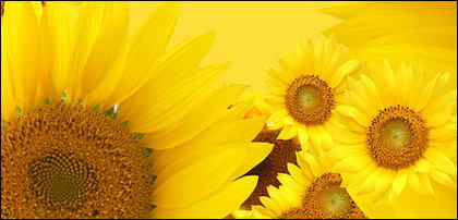 Sunflower gambar latar belakang bahan-13