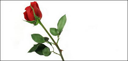 赤いバラの写真素材