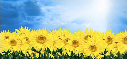 Sonnenblume Himmel-Bildmaterial