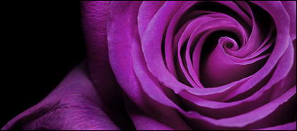 Material de fotografía de primer plano de rosas púrpura