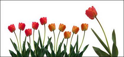 Material de imagen de tulipanes