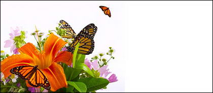 蝶とユリの画像素材