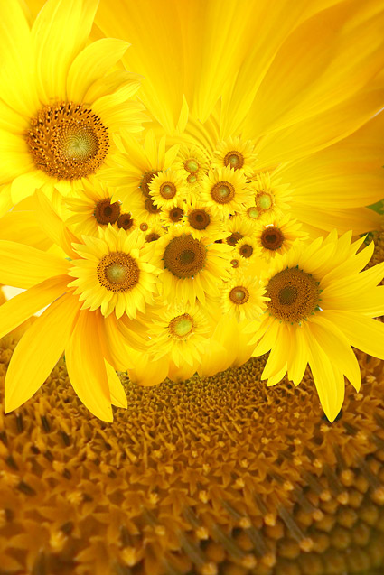 Sunflower gambar latar belakang bahan-4