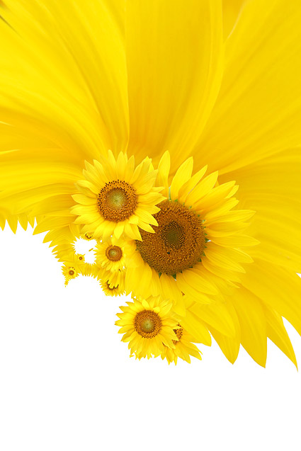 Sunflower gambar latar belakang bahan-12