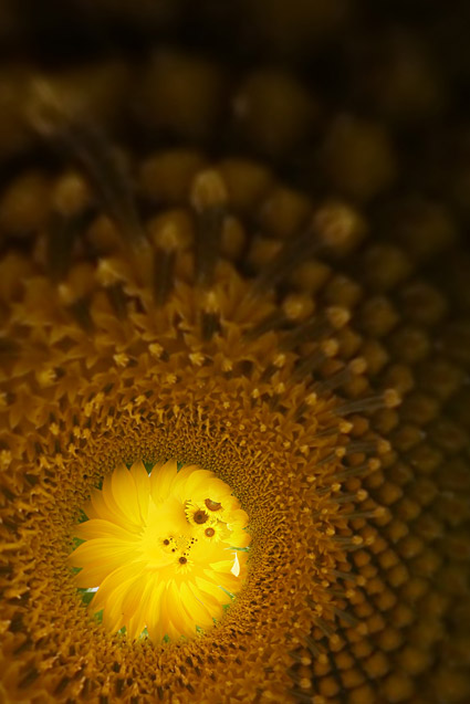 Sonnenblume Bild Hintergrund Material-11