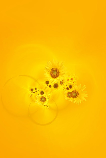 Sunflower ภาพพื้นหลังของวัสดุ-7