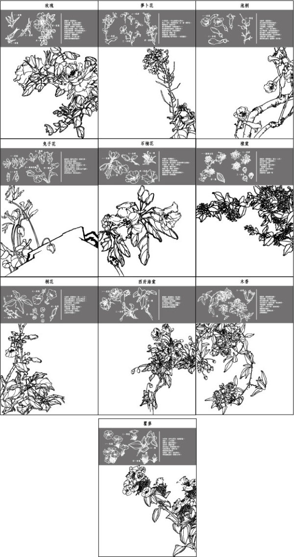 Dianthus superbus, costas, पश्चिम घर Begonia, Aegiceras, मूली फूल