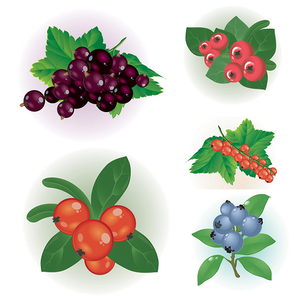Vektor berries merah kecil			 