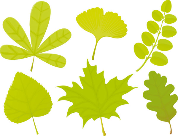 Une variété de formes de feuilles 04--vectorielles matériel