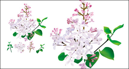 จีนสมุนไพร - Lilac ต้นฉบับเวกเตอร์	
