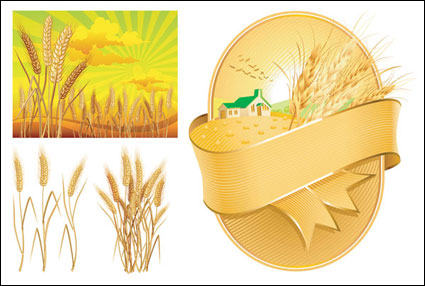 Вектор пшеницы тема материала