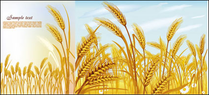 小麦のベクター素材