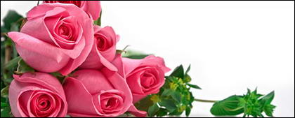Un bouquet de matériel photo de roses Rose