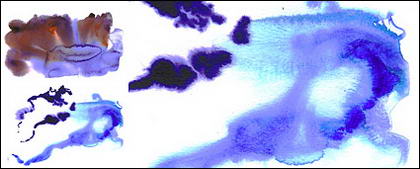 पानी के रंग का इंक चित्र सामग्री-003 GoMedia का उत्पादन