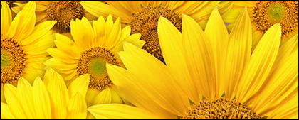 Sonnenblume Hintergrund-Bildmaterial