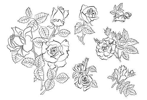 키워드: 꽃, 장미, 꽃잎, stamens, 나뭇잎, 손으로 그린 벡터 자료; Free Download