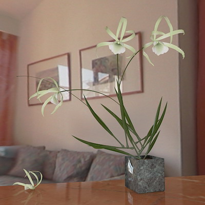  plants  /  orchids -10