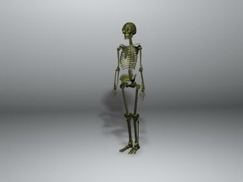 3D model of the human skeleton